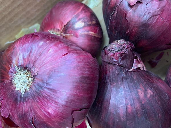CEBOLLA MORADA