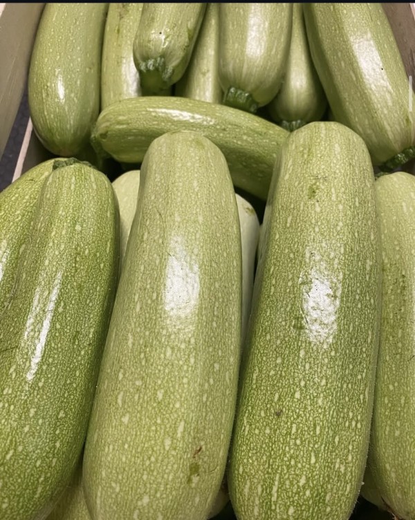 CALABACIN BLANCO