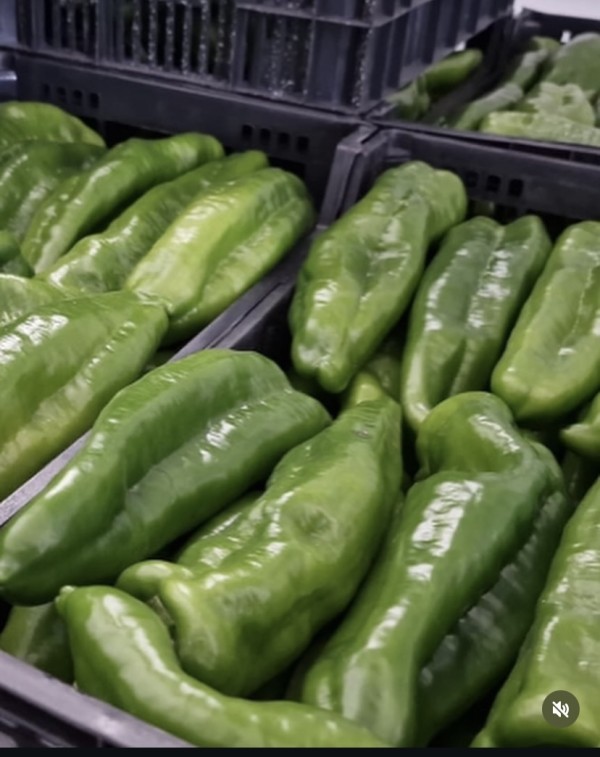 PIMIENTO ITALIANO VERDE