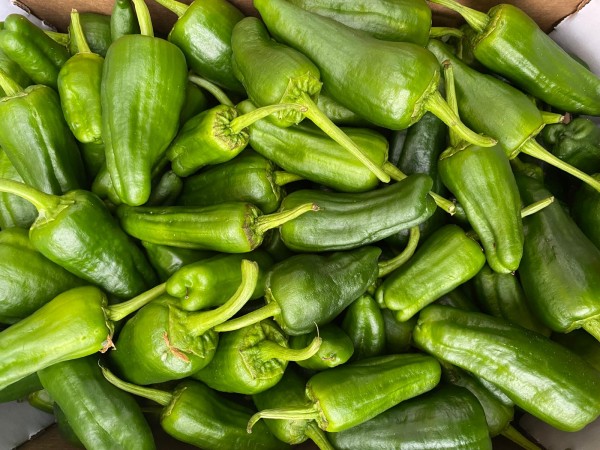 PIMIENTO PADRON