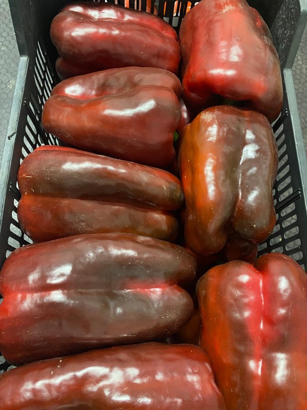 PIMIENTO LAMUYO ROJO