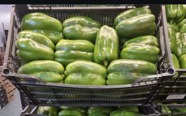 PIMIENTO LAMUYO VERDE