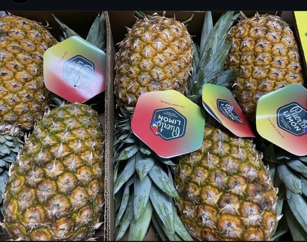 PIÑA