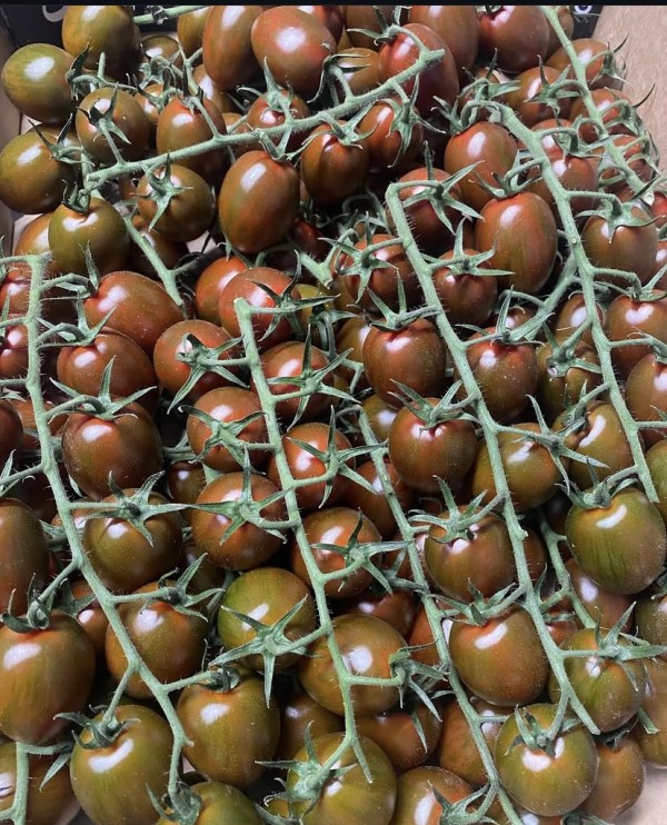 TOMATE CHERRY