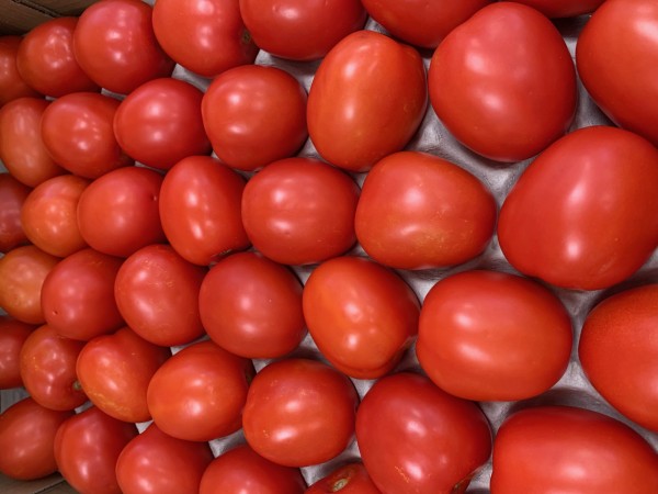 TOMATE PERA