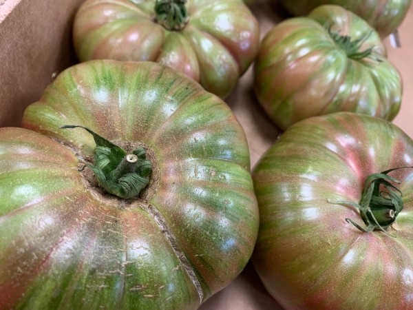 TOMATE CHEROKEE