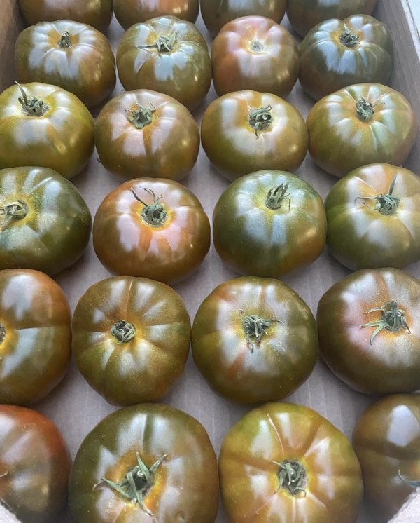 TOMATE IBERICO