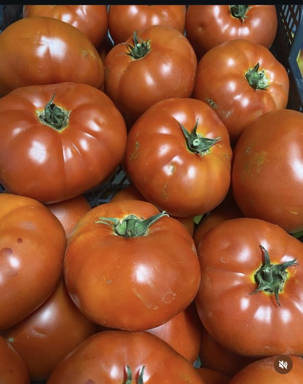 TOMATE ROJO