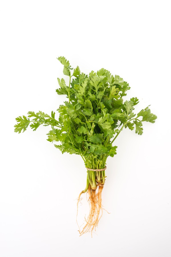 CILANTRO
