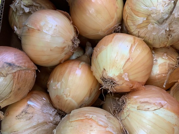 CEBOLLA