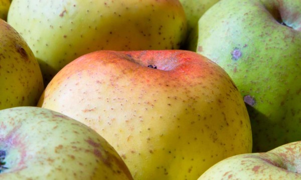 MANZANA REINETA