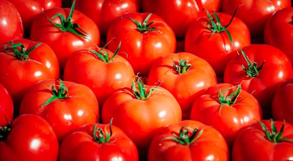TOMATE LISO
